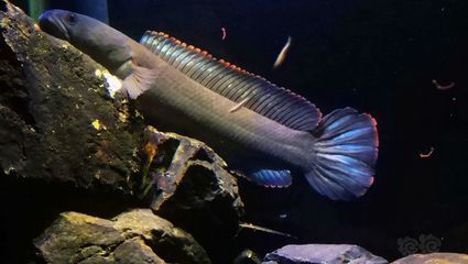 家里養(yǎng)金龍魚(yú)好還是銀龍魚(yú)好七星刀(金龍魚(yú)和銀龍魚(yú)哪個(gè)好養(yǎng)) 龍魚(yú)百科 第1張 家里養(yǎng)金龍魚(yú)好還是銀龍魚(yú)好七星刀(金龍魚(yú)和銀龍魚(yú)哪個(gè)好養(yǎng)) 家里養(yǎng)金龍魚(yú)好還是銀龍魚(yú)好七星刀(金龍魚(yú)和銀龍魚(yú)哪個(gè)好養(yǎng)) 龍魚(yú)百科 第1張