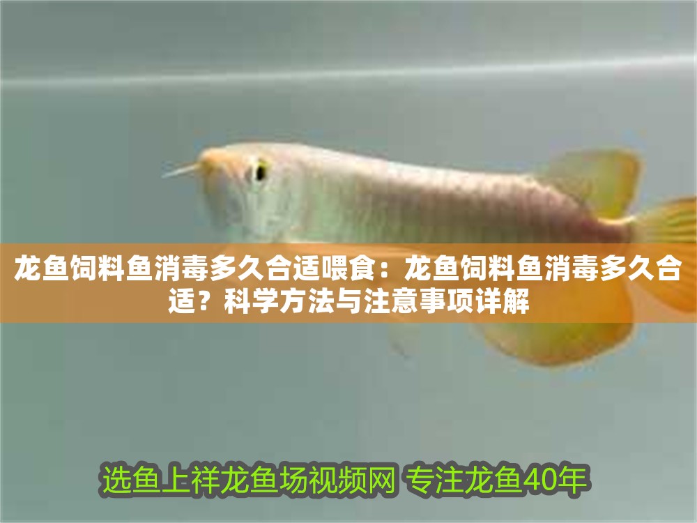 龍魚飼料魚消毒多久合適喂食：龍魚飼料魚消毒多久合適？科學(xué)方法與注意事項(xiàng)詳解