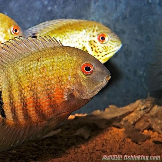 金菠蘿魚是什么魚