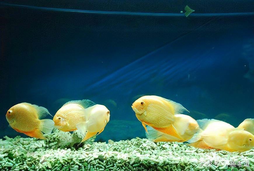 金菠蘿魚是什么魚