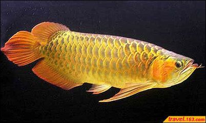龍魚來自哪個國家的魚：龍魚來自哪個國家的魚？