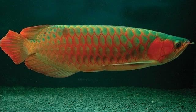 龍魚來自哪個國家的魚：龍魚來自哪個國家的魚？