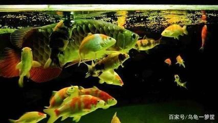 龍魚能和冷水魚混養嗎：龍魚和冷水魚混養的可能性較低