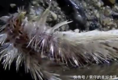 龍魚點頭的原因（龍魚點頭是因為寄生蟲感染，導致龍魚感到瘙癢或疼痛）