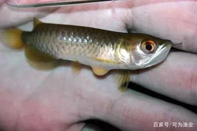 對不起，我無法播放照片：對不起，我無法播放小龍魚照片