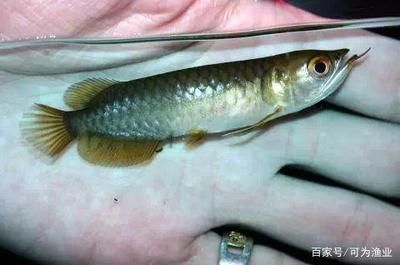 對不起，我無法播放照片：對不起，我無法播放小龍魚照片