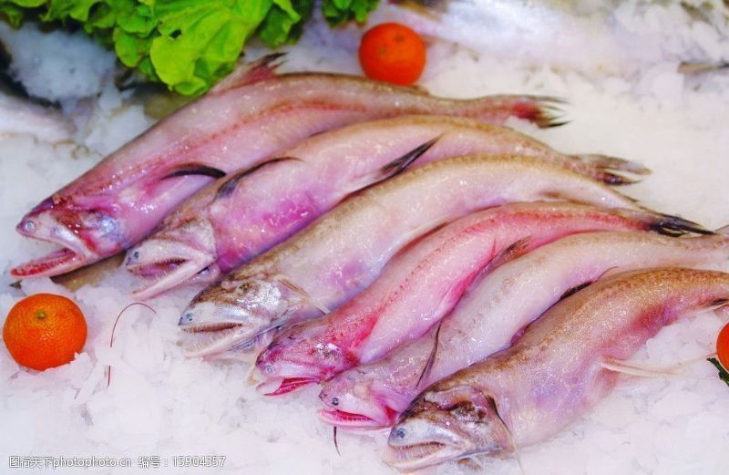 對不起，我無法播放照片：對不起，我無法播放小龍魚照片