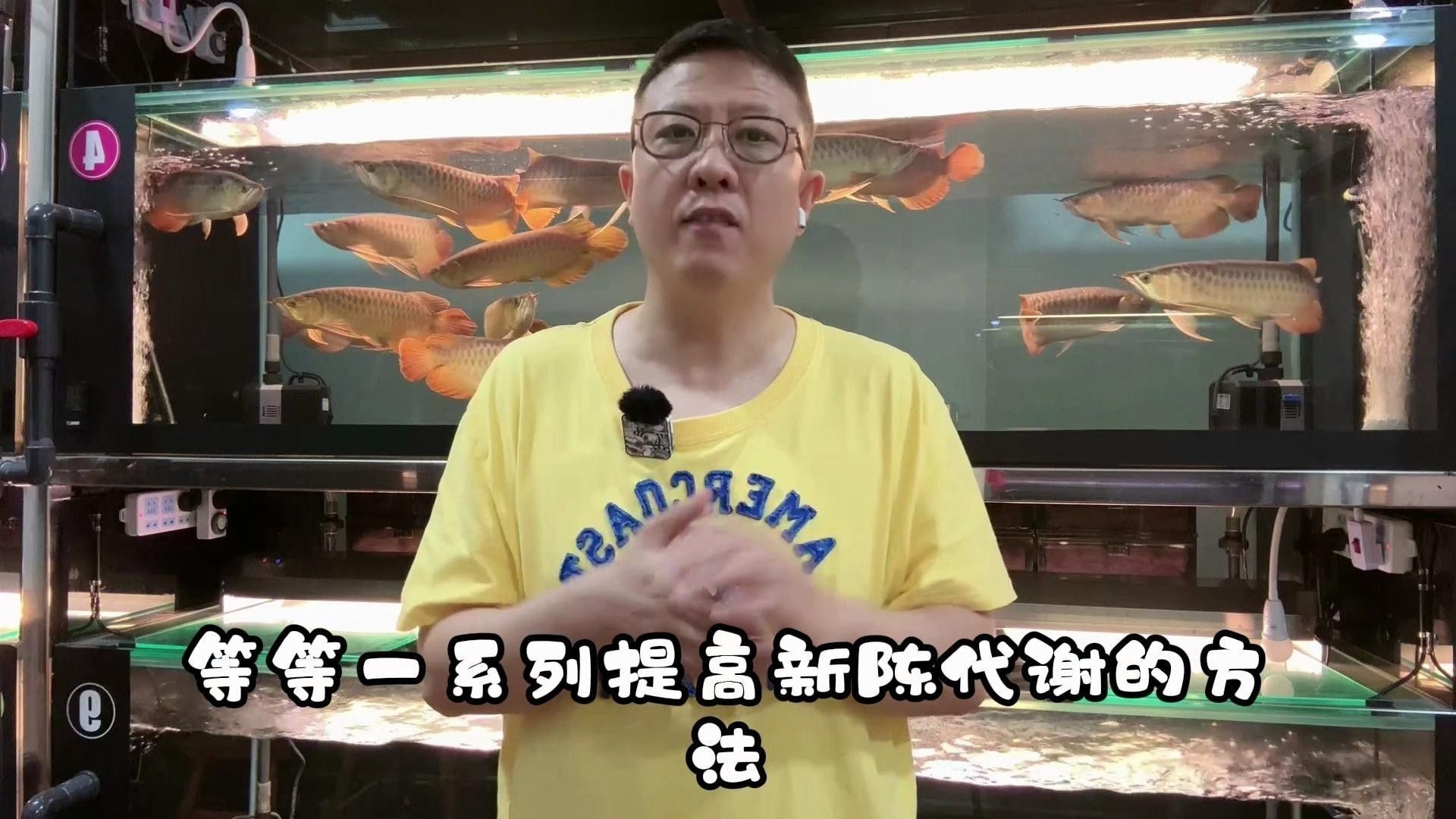 哪些因素會影響超血紅龍魚發色？