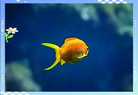 錦鯉為啥養(yǎng)單不養(yǎng)雙