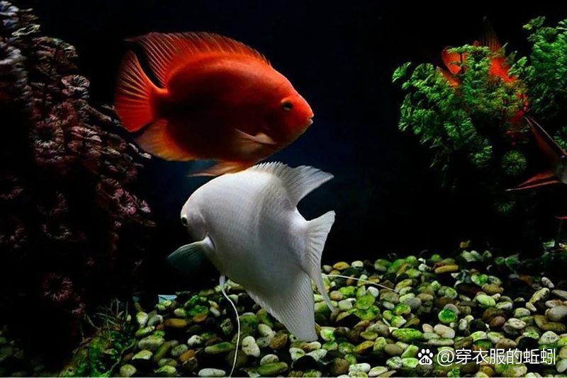 錦鯉為啥養單不養雙