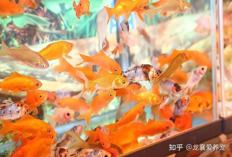 錦鯉為啥養單不養雙