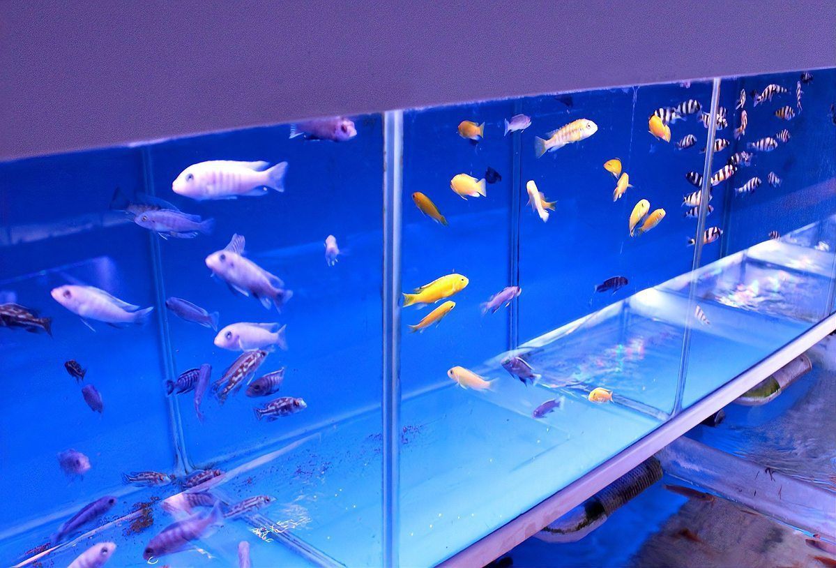 錦鯉為啥養單不養雙