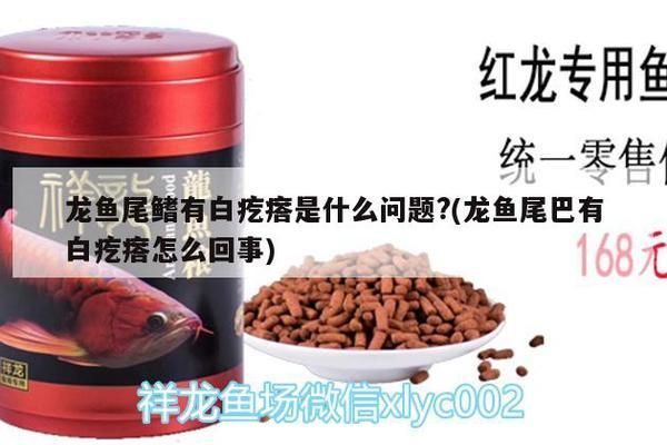 龍魚尾鰭有白疙瘩是什么問題?,龍魚尾鰭出現白疙瘩可能由多種原因引起以下原因和處理方法 龍魚百科 第2張 龍魚尾鰭有白疙瘩是什么問題?,龍魚尾鰭出現白疙瘩可能由多種原因引起以下原因和處理方法 龍魚尾鰭有白疙瘩是什么問題?,龍魚尾鰭出現白疙瘩可能由多種原因引起以下原因和處理方法 龍魚百科 第2張