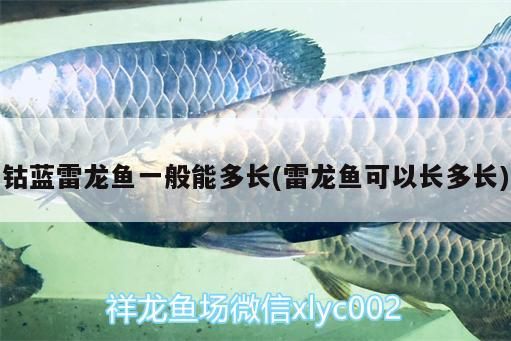 紅龍魚配什么魚好看：紅龍魚適合和什么魚一起養