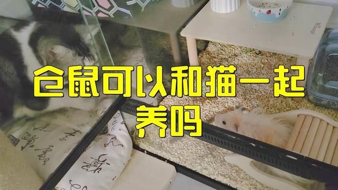 寵物貓和龍鼠混養需要多久適應？