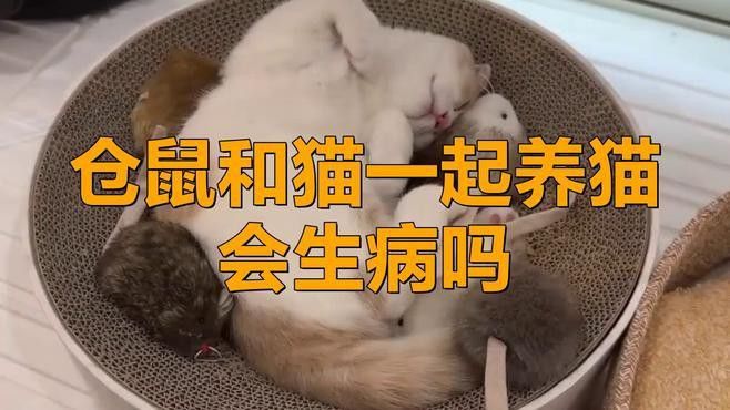 寵物貓和龍鼠混養需要多久適應？
