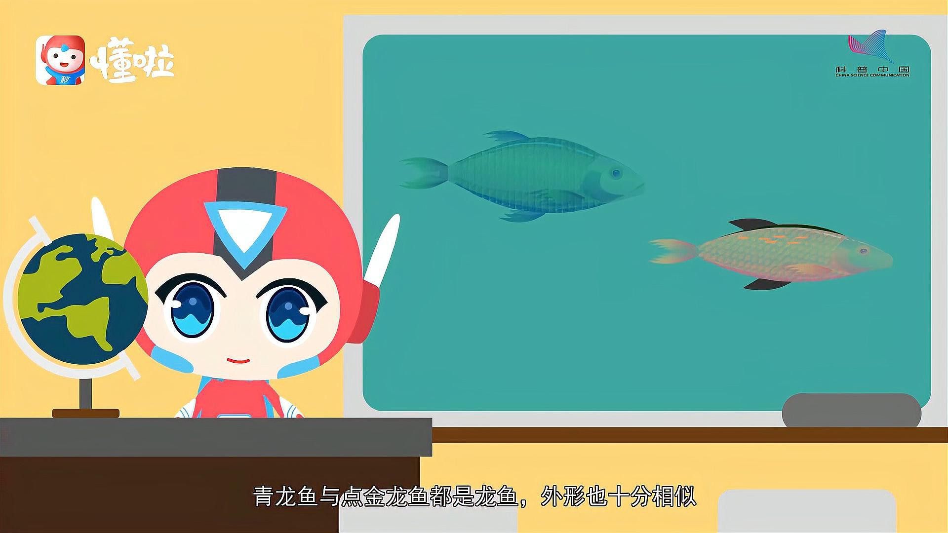 金龍魚青龍魚區別
