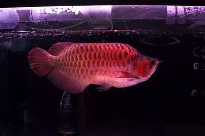 龍魚訓(xùn)食教學(xué)反思簡短版（龍魚教學(xué)反思）