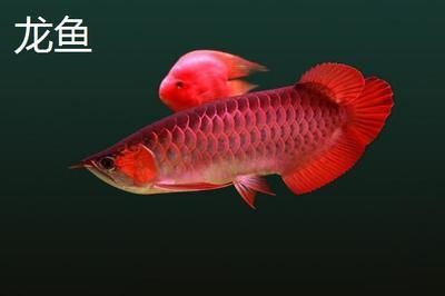 哪種龍魚好養(yǎng)皮實（——中國火背雷龍品種推薦給正在入坑邊緣躍躍欲試）