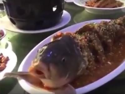 龍魚嘴老是一張一合：為什么龍魚嘴老是一張一合？