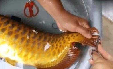 養殖金龍魚賺錢嗎現在：一條重1.5公斤的金龍魚，市場價格一般在18萬元左右