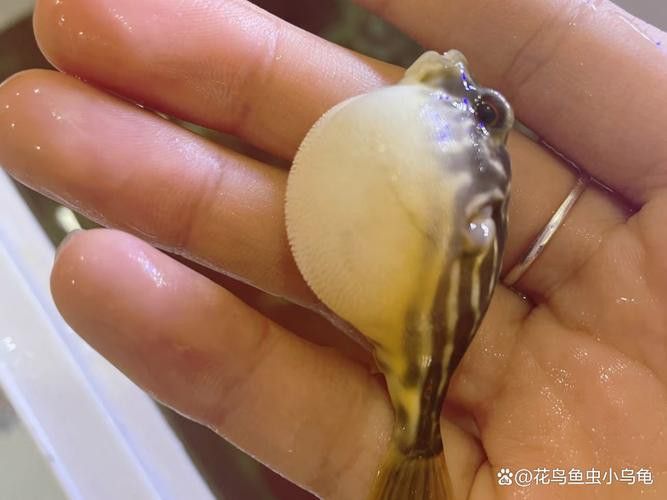 狗頭魚和金龍魚能混養(yǎng)嗎圖片欣賞