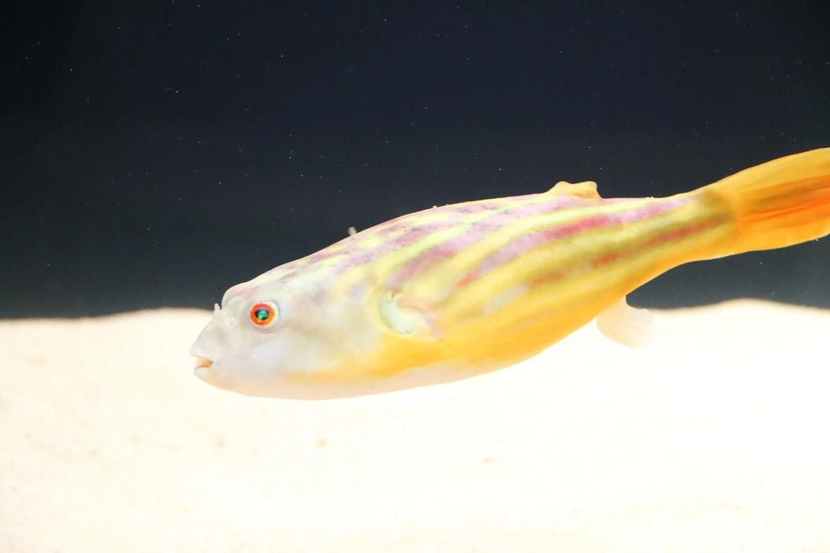 狗頭魚和金龍魚能混養(yǎng)嗎圖片欣賞