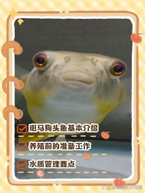 狗頭魚和金龍魚能混養(yǎng)嗎圖片欣賞