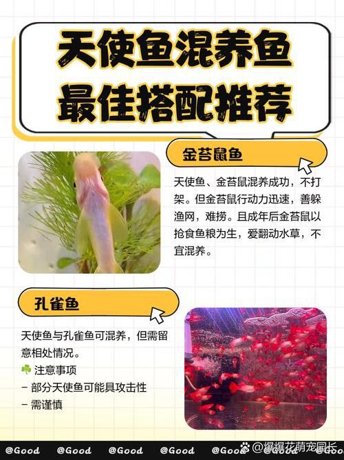 狗頭魚和金龍魚能混養(yǎng)嗎圖片欣賞