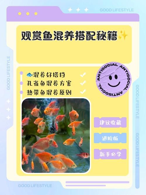 狗頭魚和金龍魚能混養(yǎng)嗎圖片欣賞