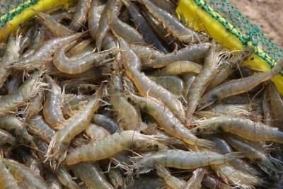 龍魚魚眼有白膜怎么回事：龍魚魚眼出現白膜可能是由于細菌感染所致，需及時治療