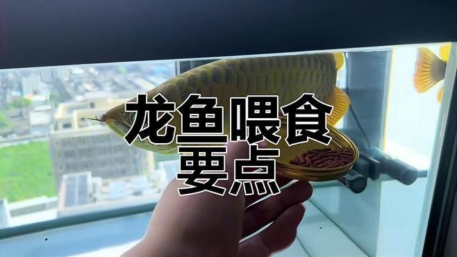 抱珠龍魚多久喂一次食物 抱珠龍魚多久喂一次食物 龍魚百科 第5張
