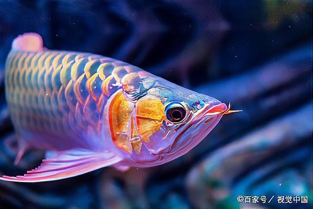 如何判斷金頭龍魚是否健康？