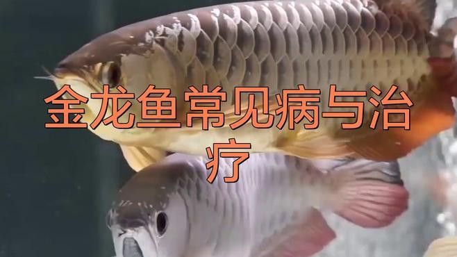 如何判斷金頭龍魚是否健康？