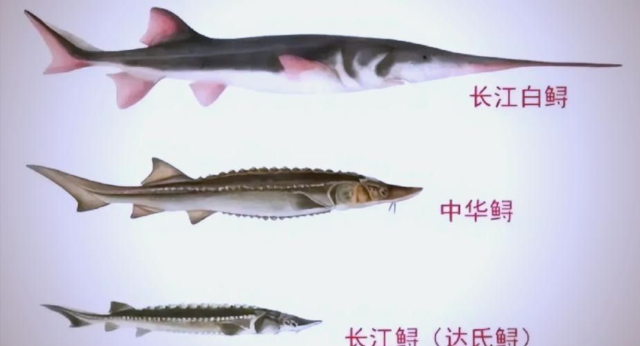 長江龍魚圖片欣賞