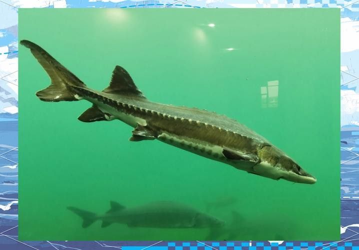 長江龍魚圖片欣賞