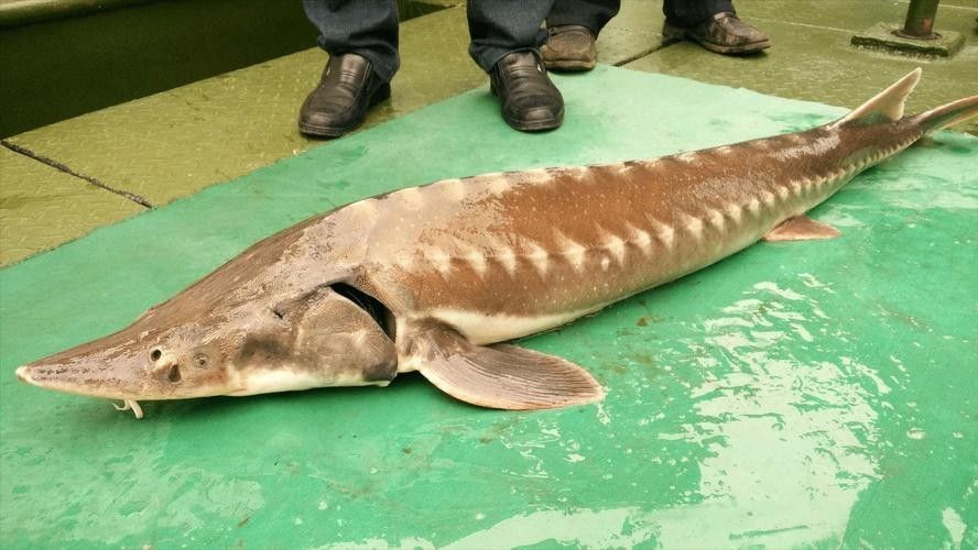 長江龍魚圖片欣賞