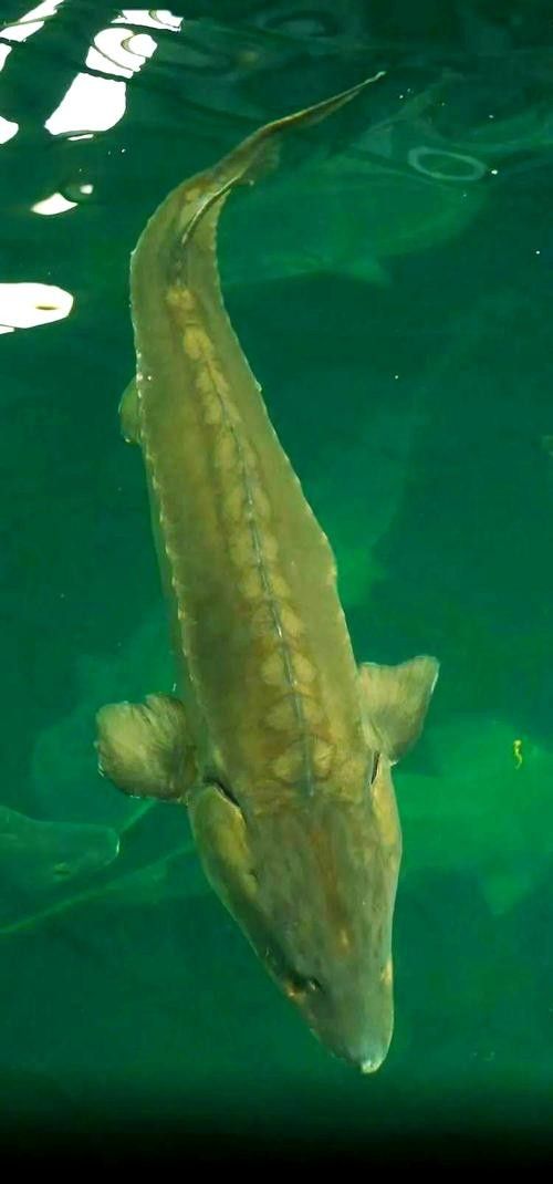 長江龍魚圖片欣賞