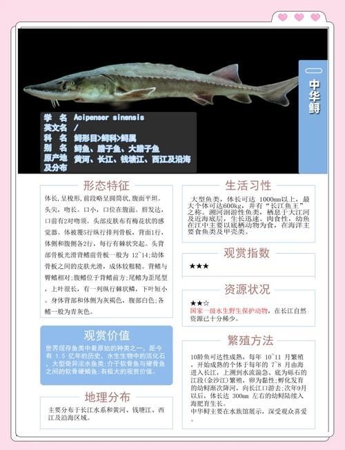 長江龍魚圖片欣賞