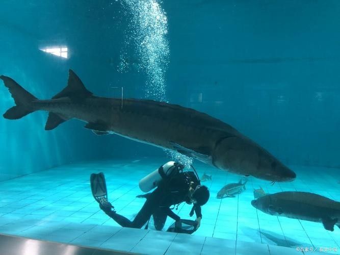 長江龍魚圖片欣賞