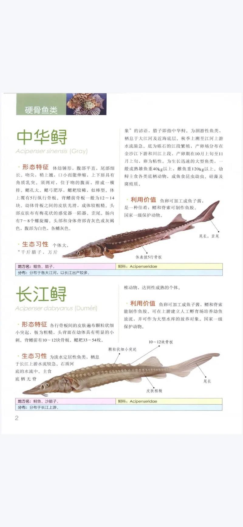 長江龍魚圖片欣賞