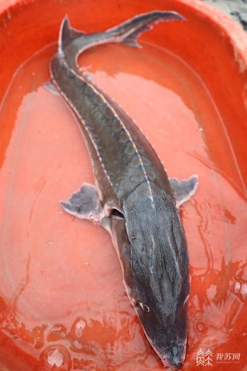 長江龍魚圖片欣賞