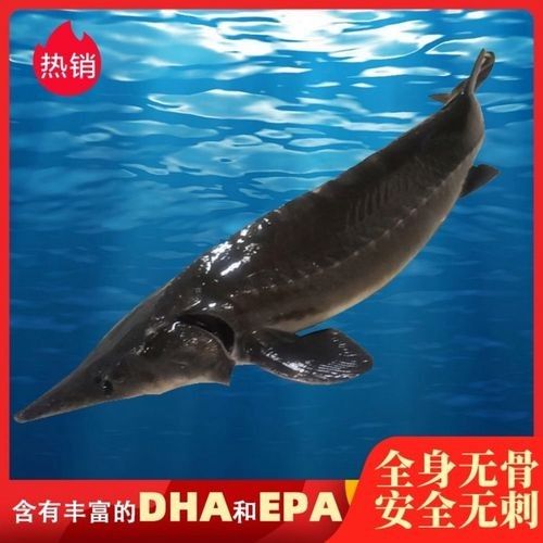 長江龍魚圖片欣賞