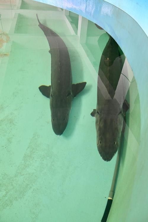 長江龍魚圖片欣賞