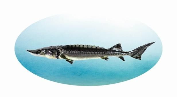 長江龍魚圖片欣賞