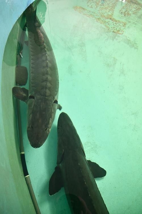 長江龍魚圖片欣賞