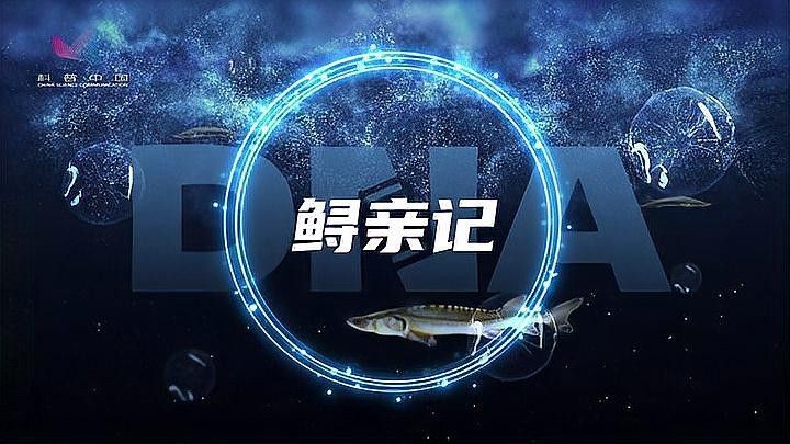 長江龍魚圖片欣賞