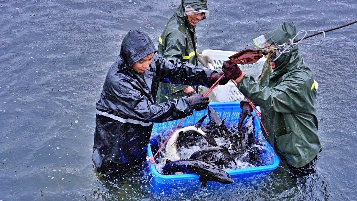 長江龍魚圖片欣賞