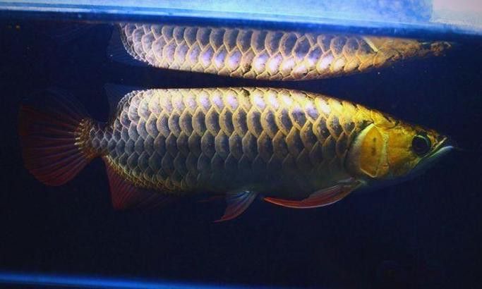 印尼紅龍魚圖片大全高清大圖
