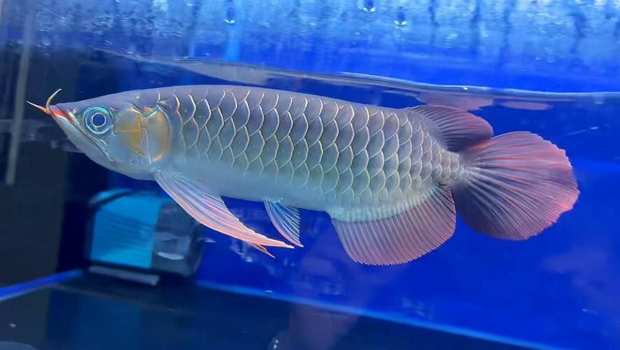 印尼紅龍魚圖片大全高清大圖